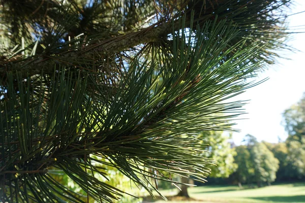 Closeup Shot Branch Fir Tree — Stock Photo, Image