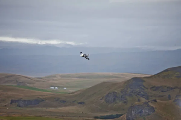 Una Gaviota Sobrevolando Colinas Valles Islandia — Foto de Stock