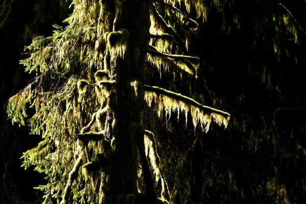 バンクーバー島 ブリティッシュコロンビア州 カナダの古い成長の熱帯雨林の苔生した木 — ストック写真