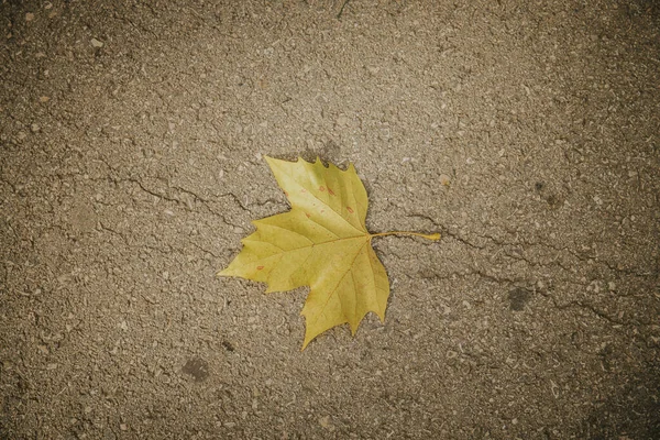 Close Shot Yellow Leaf — Stock Photo, Image