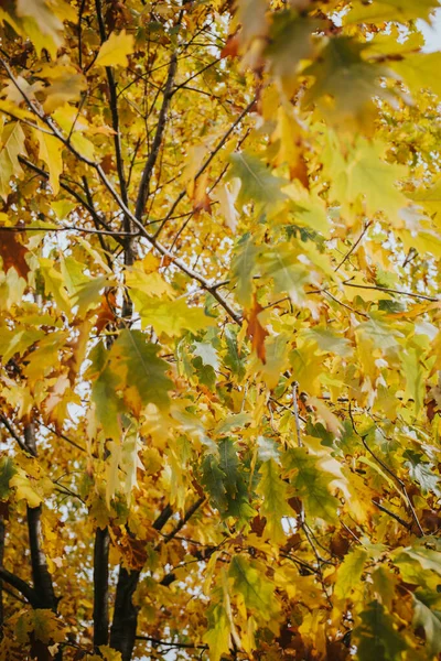 Closeup Vertical Shot Yellow Autumn Leaves — Stock Photo, Image