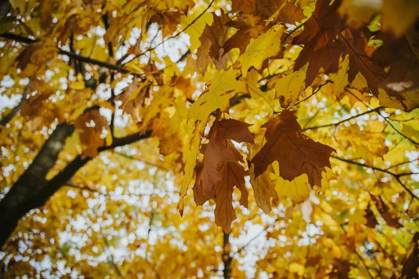 Gros Plan Des Feuilles Jaunes Automne — Photo