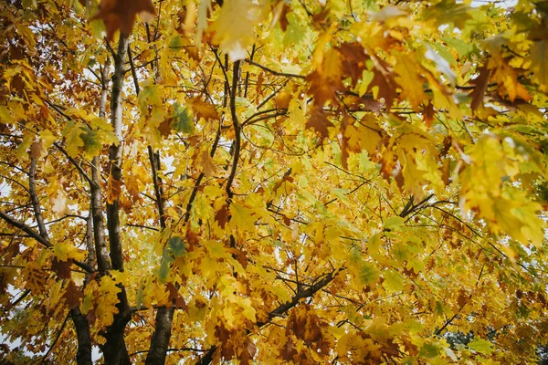 黄秋树叶的特写镜头 — 图库照片