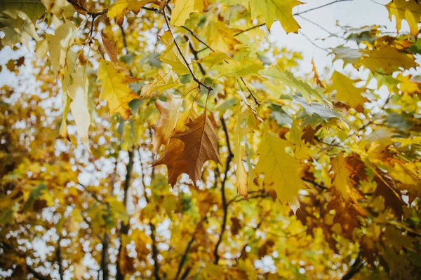 Die Nahaufnahme Der Gelben Herbstblätter — Stockfoto