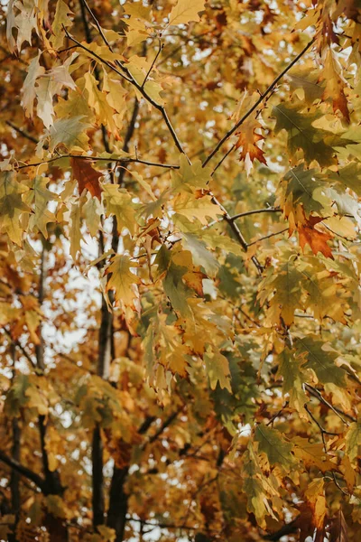 Closeup Vertical Shot Yellow Autumn Leaves — Stock Photo, Image