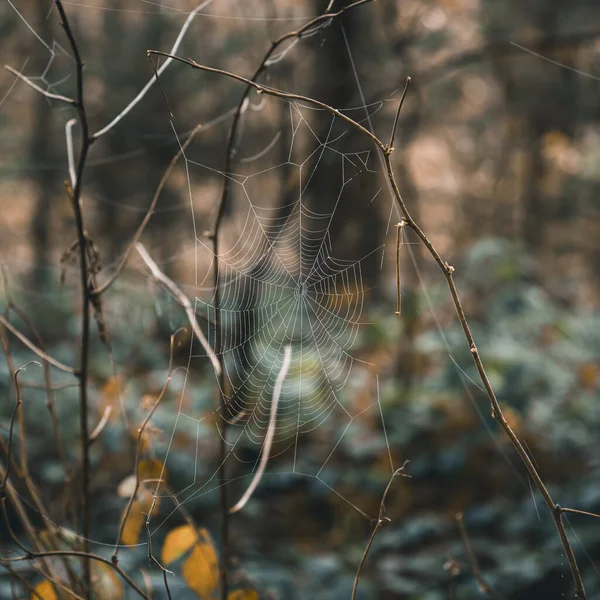 Nahaufnahmen Von Objekten Der Natur — Stockfoto