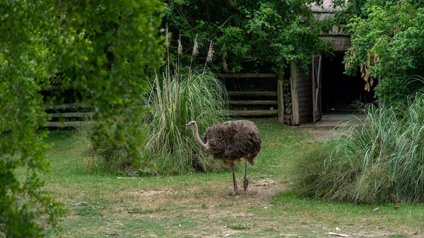 Avestruz Única Cativeiro Cercada Por Vegetação Verde Zoológico — Fotografia de Stock