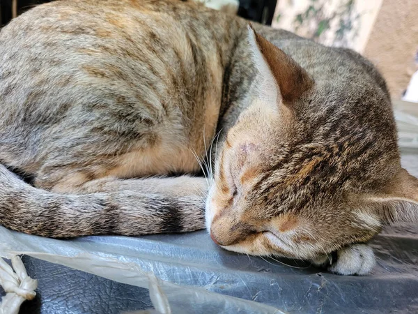Κοντινό Πλάνο Του Χαριτωμένο Εγχώρια Γάτα Κοιμάται Εξωτερικούς Χώρους Βομβάη — Φωτογραφία Αρχείου