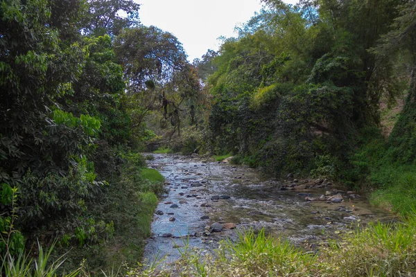 Ruisseau Entouré Arbres Dans Une Forêt — Photo