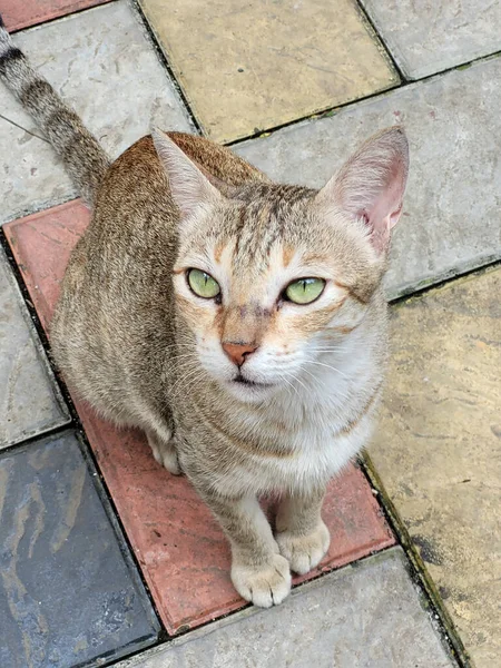 Primer Plano Lindo Gato Doméstico Aire Libre Mumbai India — Foto de Stock