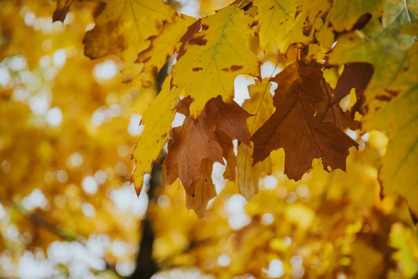 Closeup Shot Yellow Autumn Leaves — Stock Photo, Image