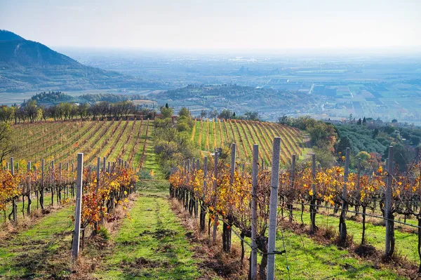 Höst Färgad Vingård Sluttning Colli Euganei Italien — Stockfoto