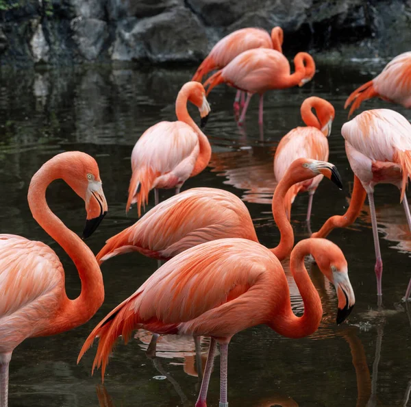 Phoenicopterus Ruber Gefangenschaft Große Gruppe Roter Flamingos Wasser — Stockfoto