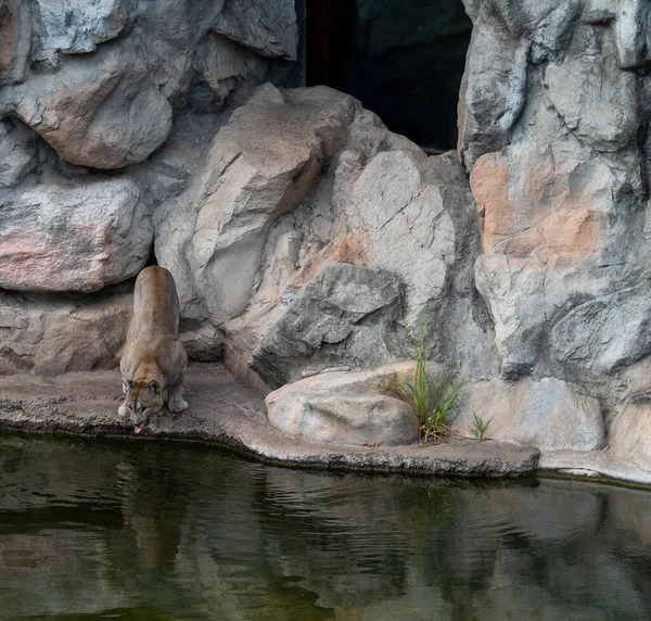 Puma Cattività Sul Bordo Del Suo Rifugio — Foto Stock