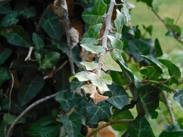 Nahaufnahme Einer Grünen Pflanze Einem Garten — Stockfoto