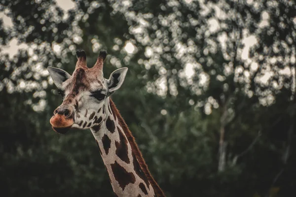 Veduta Una Giraffa Sullo Sfondo Degli Alberi — Foto Stock