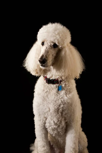 Ett Porträtt Vit Standard Poodle Svart Bakgrund — Stockfoto
