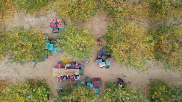 Elma Çiftliğinin Hava Görüntüleri — Stok video