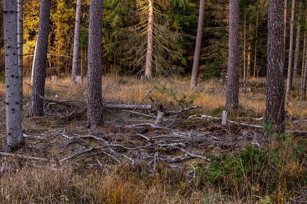 Belo Tiro Uma Floresta Decídua Dia Sombrio Outono — Fotografia de Stock