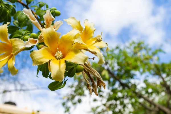 这是塞巴乔蒂的特写镜头 树枝上挂着丝绸之路的花朵 — 图库照片