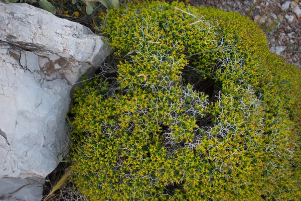 Closeup Green Plant Growing Rocks — Foto Stock