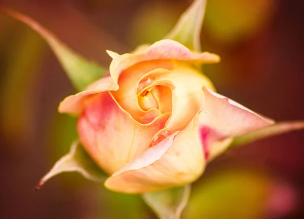 Ένα Κοντινό Πλάνο Ενός Κομψού Ροζ Τριαντάφυλλου — Φωτογραφία Αρχείου