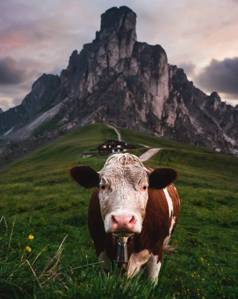Vertical Shot Cow Grazing Giau Pass Cloudy Sky Italy — стоковое фото
