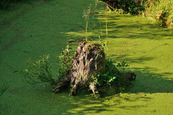 Closeup Trunk Plants Green Field — Zdjęcie stockowe