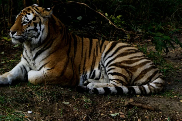 Tigre Assis Par Terre Dans Parc — Photo