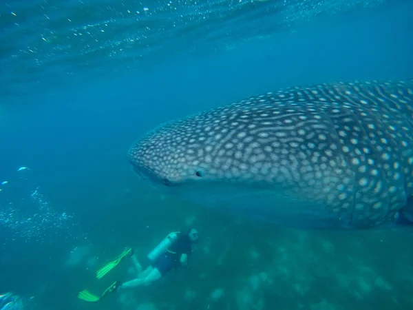 Una Foto Fascinante Algunas Personas Nadando Con Ballenas Bajo Agua —  Fotos de Stock