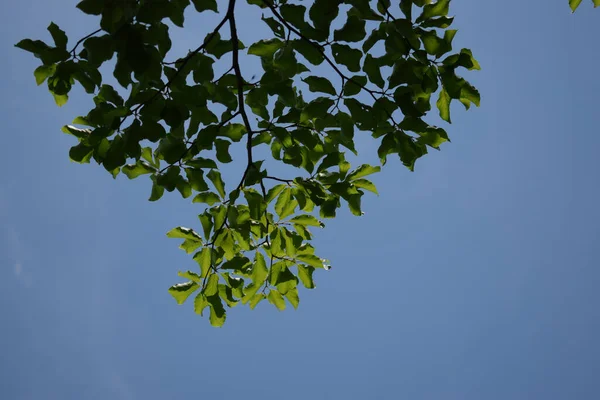 Ein Flacher Blick Auf Die Blätter Des Baumes Vor Einem — Stockfoto