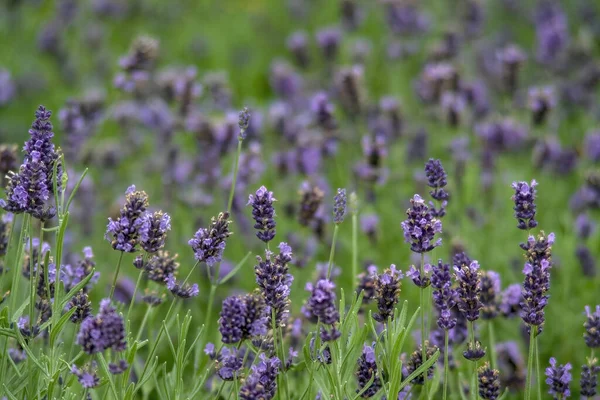 Shallow Focus Field Full Dense Purple Lavender Flowers — Zdjęcie stockowe