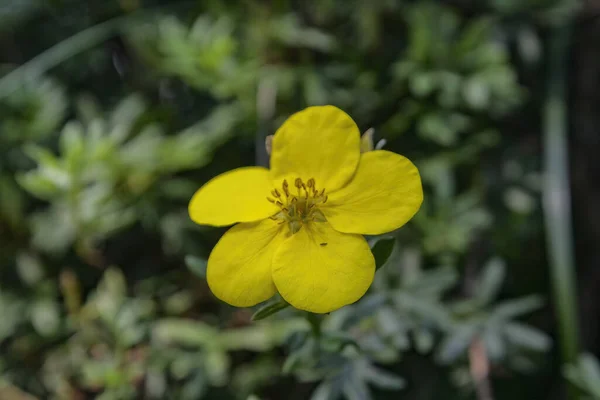 Closeup Little Yellow Lesser Spearwort Ranunculus Flammula Flower Green Leaves — ストック写真