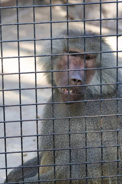 Eine Vertikale Aufnahme Eines Niedlichen Affen Hinter Dem Gitter Zoo — Stockfoto