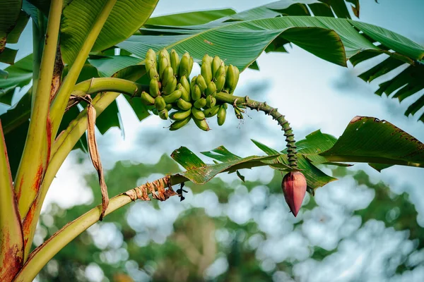 Green Banana Fruits Red Flower Amazon Rainforest Ecuador — стокове фото
