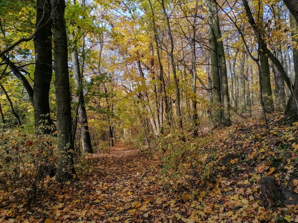 Ein Schmaler Waldweg Mit Gelbblättrigen Bäumen Herbst — Stockfoto