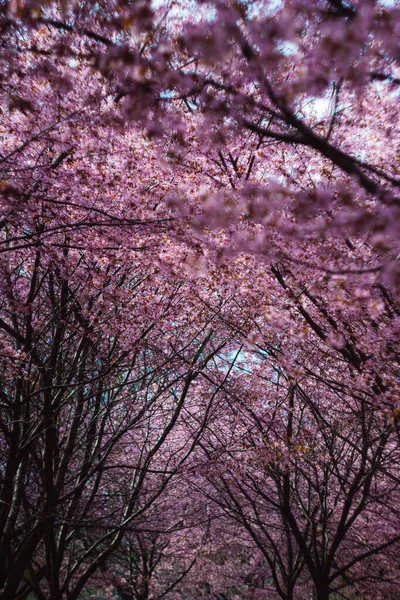 Vertical Shot Beautiful Cherry Blossoms Garden Sunlight — 스톡 사진