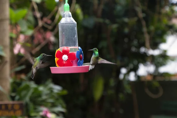Zbliżenie Kolibra Siedzącego Kwiatowym Domku Dla Ptaków — Zdjęcie stockowe