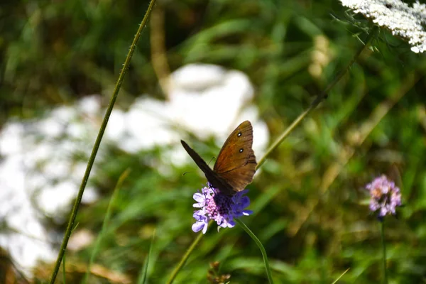 Close Shot Butterfly Sitting Field Flowers — Stock Photo, Image