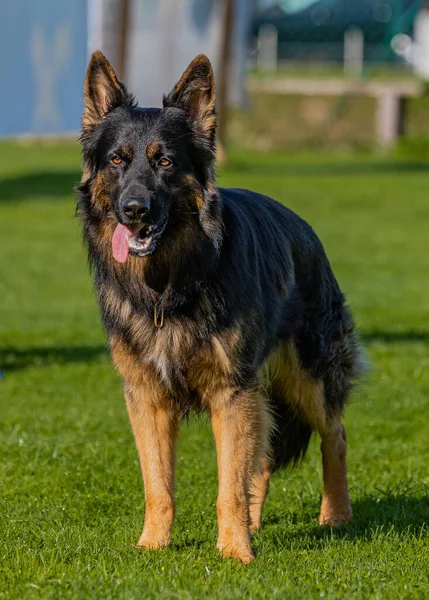 Vertical Shot German Shepherd Dog Green Grass Showing Its Tongue — Stok fotoğraf