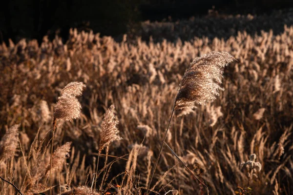 Scenic Shot Agricultural Field Full Rye Sunlight — Zdjęcie stockowe
