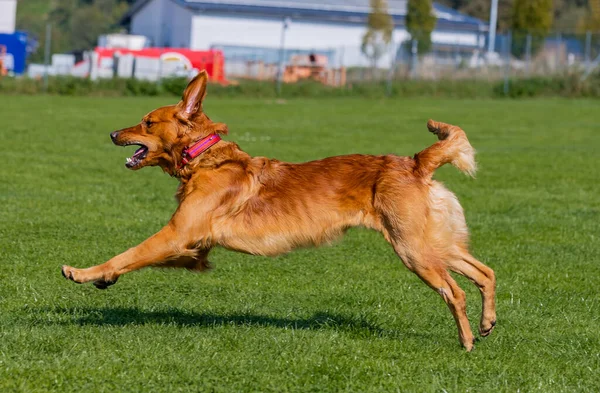 在阳光灿烂的日子里 一只可爱可爱的金毛猎犬在绿草上奔跑 — 图库照片