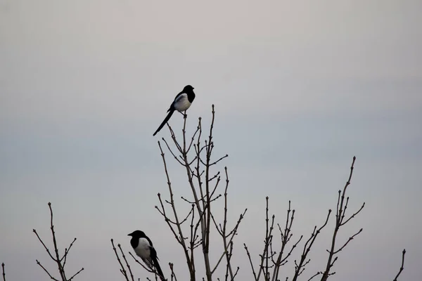 Zwei Finkenvögel Hocken Auf Ästen — Stockfoto