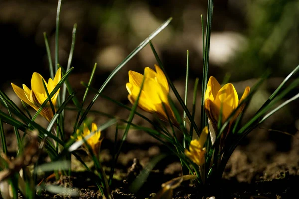 庭の黄色のクロッカスの花の閉鎖 — ストック写真