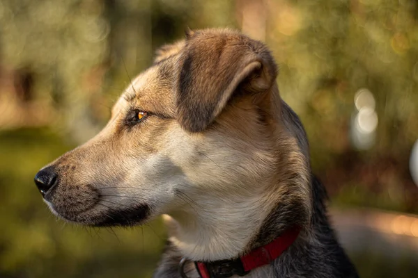 Selective Cute Dog Face — Stockfoto