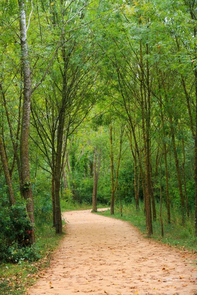Narrow Path Green Forest — Foto de Stock