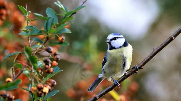 Closeup Beautiful Blue Tit Bird Tree Branch — Stockfoto