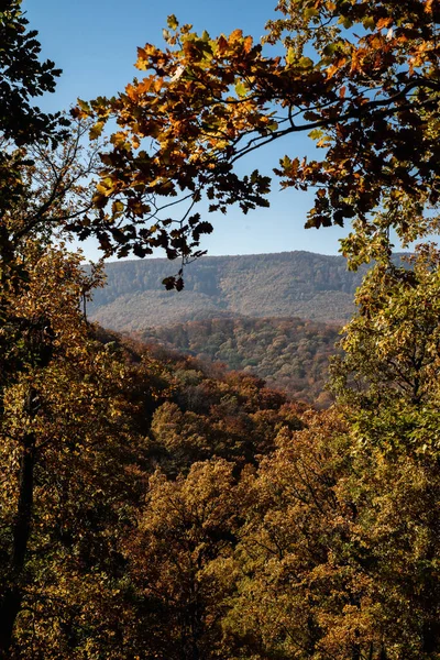 Scenic Shot Autumn Forest Full Trees Orange Yellow Leaves Mountain — Φωτογραφία Αρχείου