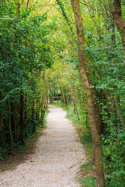 Narrow Path Green Forest — 스톡 사진