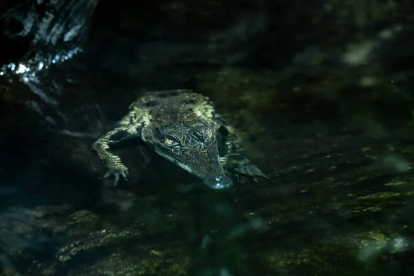 Alligator Hovering Calmly Stalking Its Prey Camouflaged Water — Foto Stock